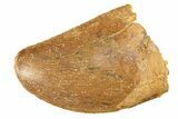 Serrated, Juvenile Carcharodontosaurus Tooth - Morocco #276026-1